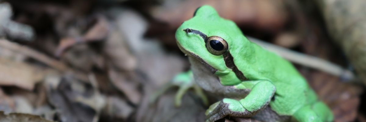  	 Geschafft: Dieser Laubfrosch hat sein Winterquartier im Laubwald erreicht. Bildquelle: 