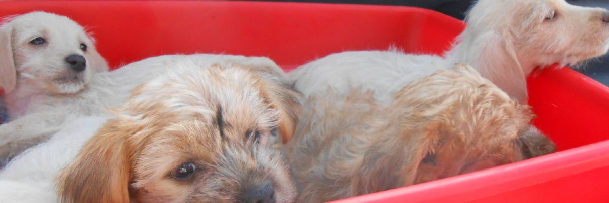 Hundewelpen ©VIER PFOTEN