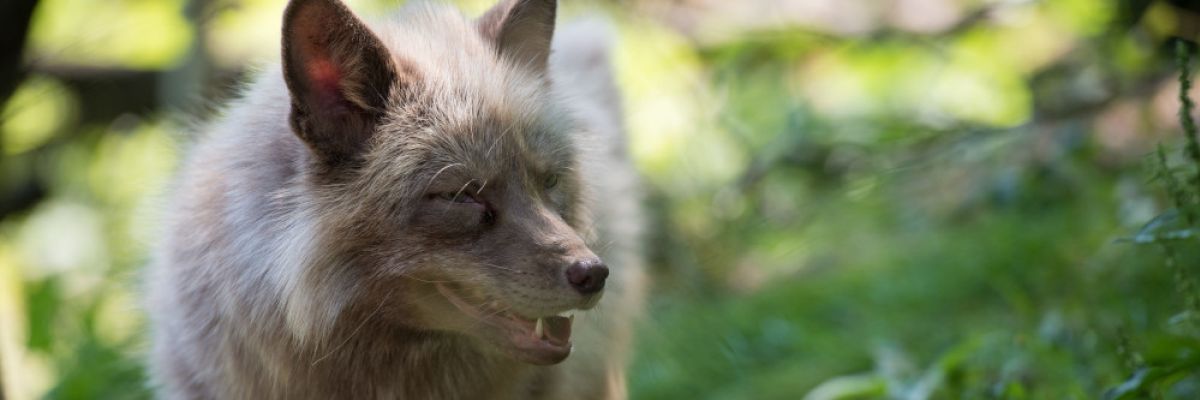 ©VIER PFOTEN  | Fuchs | Henri Schuh