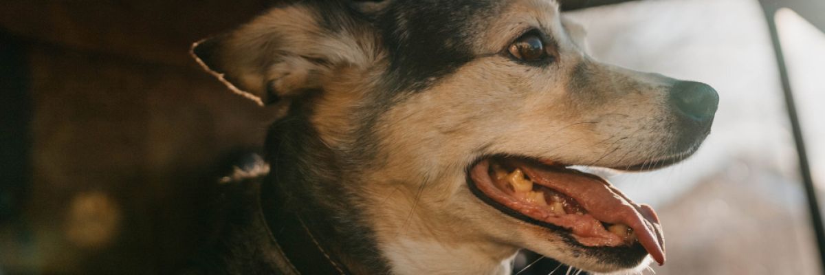 an einem warmen Tag niemals allein im Auto!