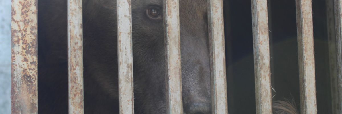 Braunbär in der Ukraine