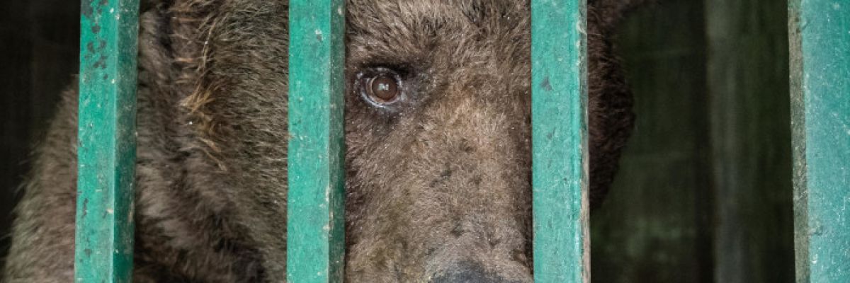 Bär im Käfig ©VIER PFOTEN