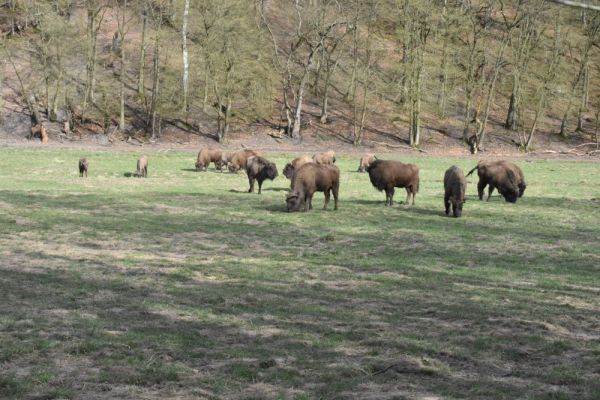 Wisent in Hardehausen ©Gerald Kaufmann