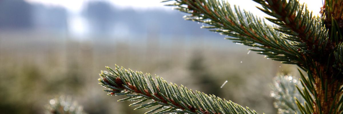  	 Abstandsregeln und Hygienekonzepte sorgen für Sicherheit beim diesjährigen Baumkauf. ©VNWB