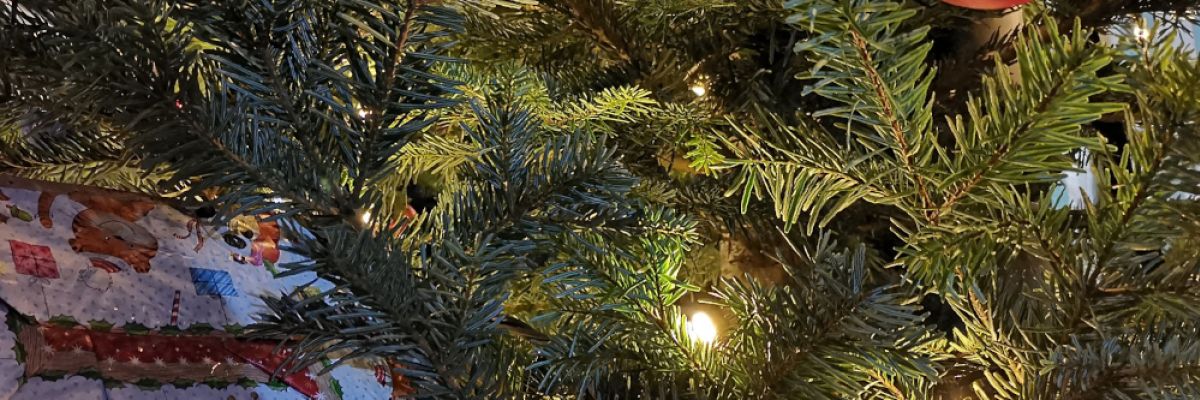 Ob für Garten, Terrasse oder den Innenraum – ein natürlicher Weihnachtsbaum ist für Umwelt und Klima die beste Wahl ©VNWB / KOLLAXO