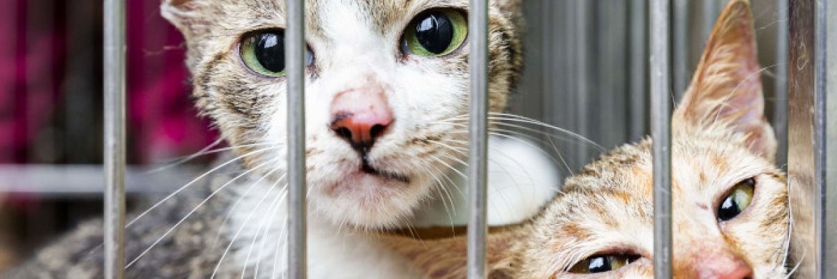 Katzen im Käfig ©VIER PFOTEN