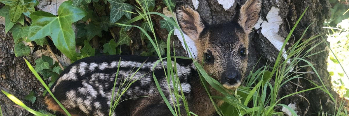 Ein Kitz wächst am besten bei seiner Mutter auf