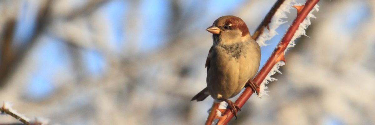 Vogel im Winter ©EGS | Stefan Knoepfer