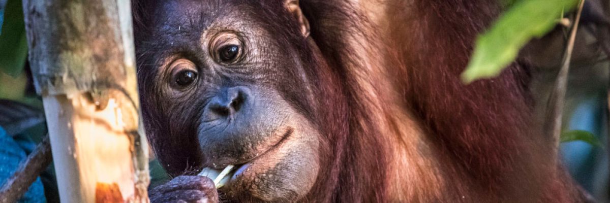 Oran Utan ©"VIER PFOTEN – Internationale Tierschutzorganisation"