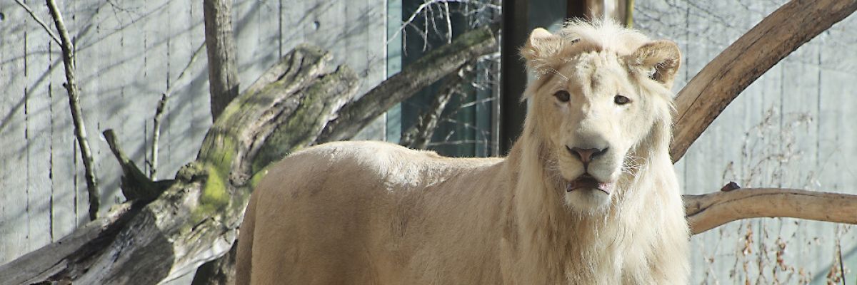 Weißes Fell und blaue Augen: Löwe Mojo wird seit 2021 vermisst. © Steffen Schellhorn