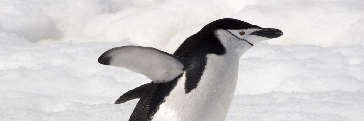 Der Pinguin macht es vor: Die perfekte Haltung und Gangart auf Eis und Schnee