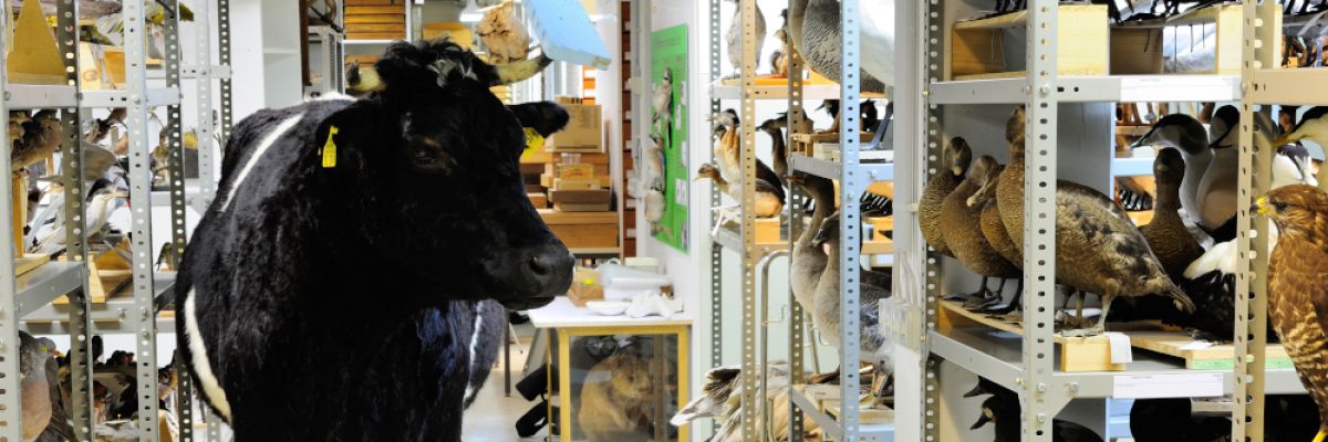 Für den Erhalt von Säugetierfellen als wertvolles Erbe, aber auch zu wissenschaftlichen Zwecken kommt Museen mit naturkundlichen Sammlungen nun ein neues Verfahren zugute ©Martin Kreuels/piclease 