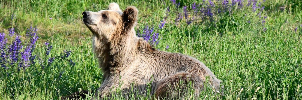 Braunbärin Dushi lebt seit 2019 im BÄRENWALD Müritz. Zuvor wurde sie jahrelang unter katastrophalen Bedingungen in Europas schlimmsten Zoo in Albanien gehalten. © BÄRENWALD Müritz
