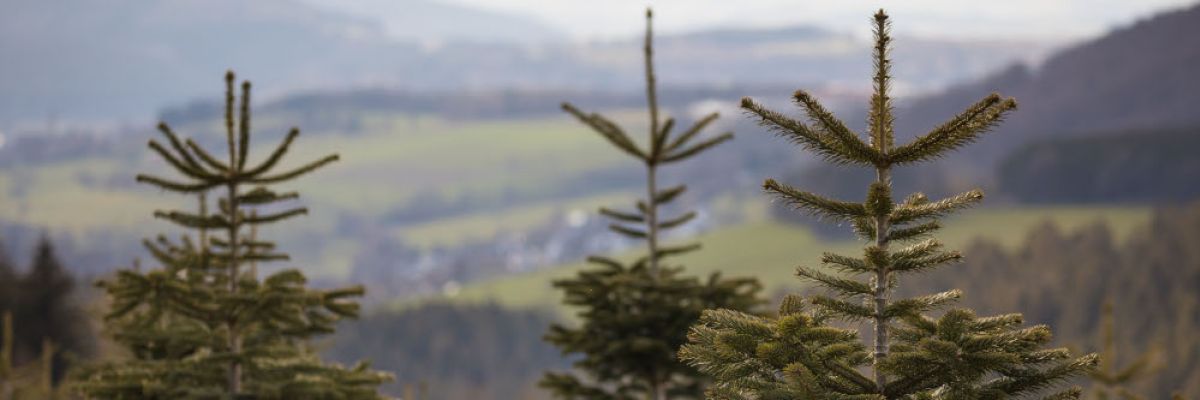 Der formschöne Weihnachtsbaum lässt sich nur mit sehr hohem Zeitaufwand großziehen und erfordert dabei viel fachmännisches Know-how