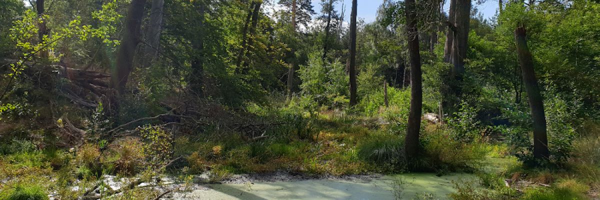  In seinen Wäldern setzt das DBU Naturerbe auf Naturverjüngung – junge Gehölze erwachsen aus den Samen der umliegenden Bäume ©Michelle Liedtke/DBU Naturerbe 