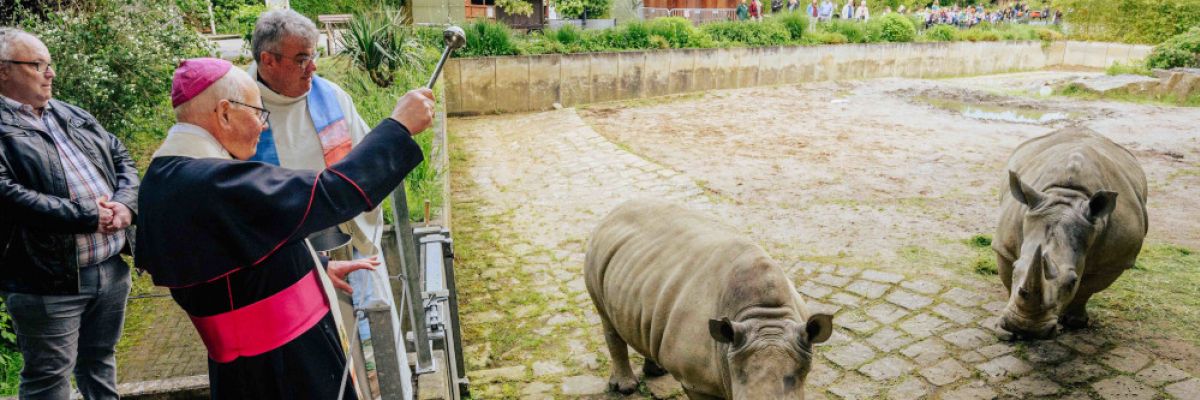 Weihbischof Hubert Berenbrinker (vorne) segnete gemeinsam mit Monsignore Georg Austen die Nashörner im Dortmunder Zoo. Foto: Besim Mazhiqi/Erzbistum Paderborn