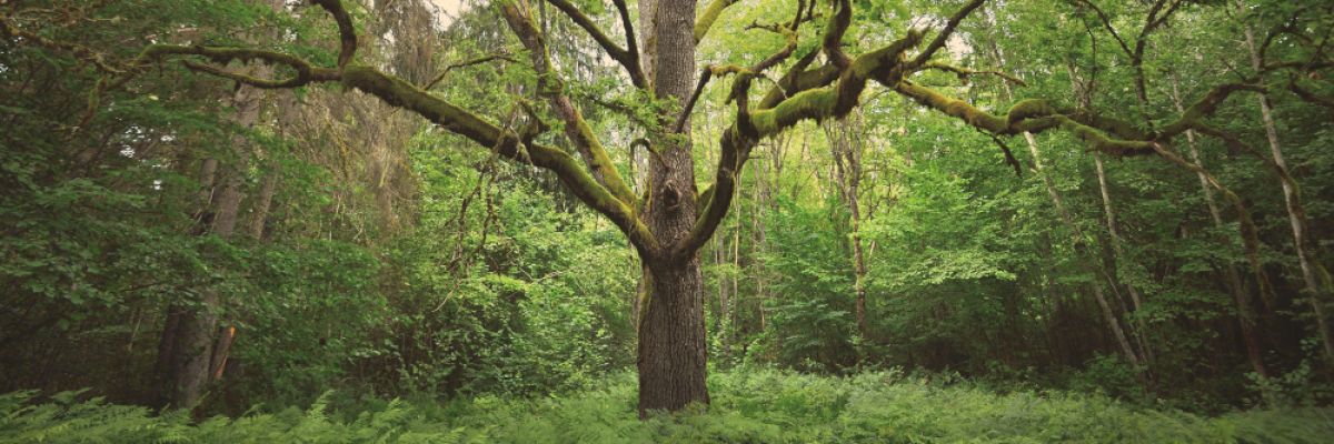  	 Auf alten Bäumen häuft sich Moos an. Cyanobakterien im Moos versorgen alte Bäume mit Stickstoff ©WetterOnline