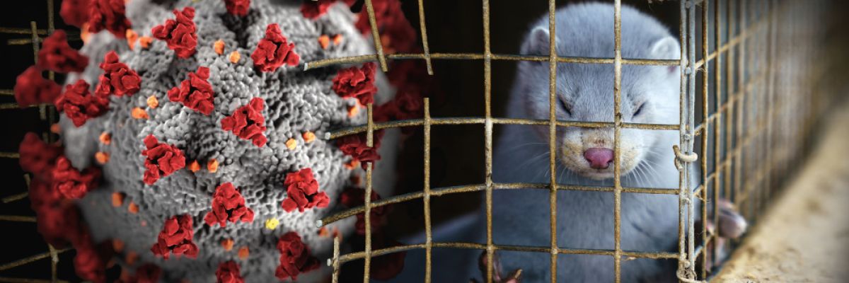Virus und Pelztier © VIER PFOTEN | Oikeutta eläimille