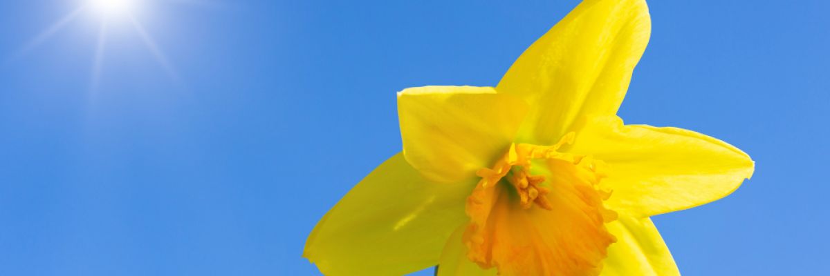 Landesweit scheint die Sonne von früh bis spät. Narzissen strahlen mit ihr um die Wette ©WetterOnline