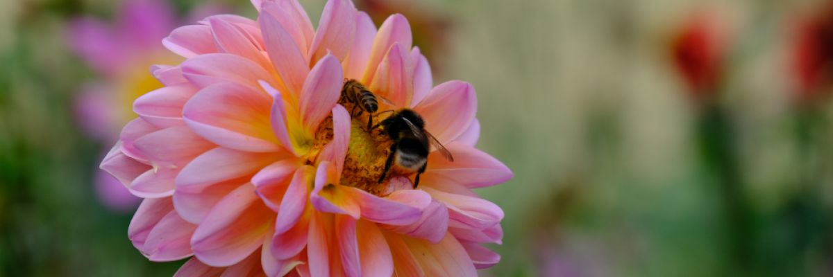 Der volkswirtschaftliche Nutzen der Bestäubungsarbeit von Tieren, v. a. von Insekten, beträgt im Mittel in Deutschland 3,8 Milliarden Euro pro Jahr, weltweit 1 Billion US-Dollar. Das ergibt eine neue Simulationsstudie von Wissenschaftlern der Universität Hohenheim. | Bildquelle: Manuel Narjes 