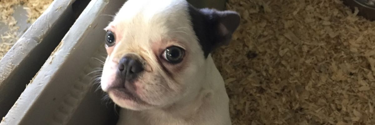 Hundewelpe ©VIER PFOTEN