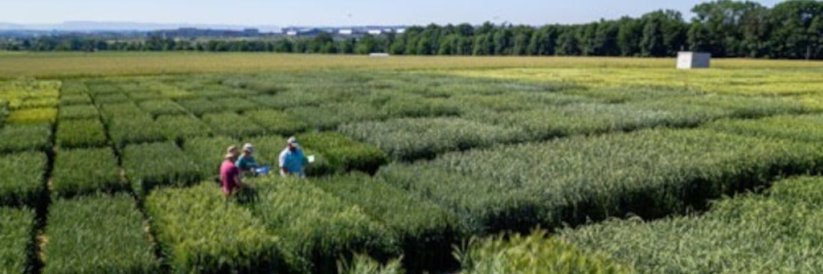 Produkte aus alten Getreidearten wie Einkorn erfreuen sich wachsender Beliebtheit. Doch Anbau und Verarbeitung des Urgetreides erfordern ein gewisses Know-how. Das bestätigt auch der vermutlich weltgrößte Einkorn-Versuch