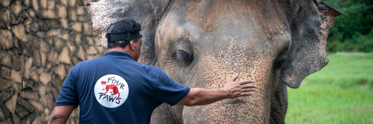 Der einsame Elefant ©VIER PFOTEN