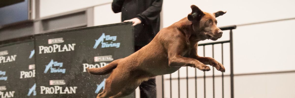 Dog Diving