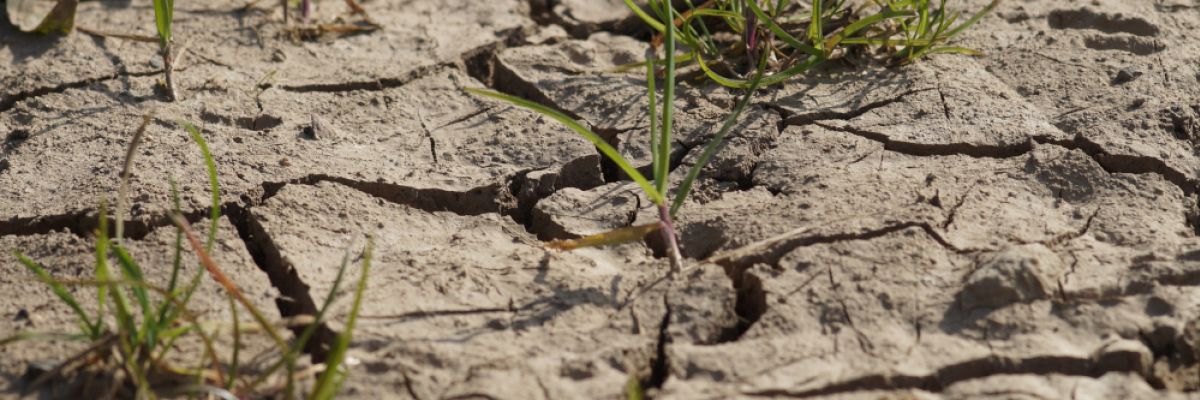 Die Trockenheit setzt sich besonders im Nordosten Deutschlands fort. Im Frühling fiel in einigen Regionen weniger als die Hälfte des mittleren Niederschlags ©WetterOnline