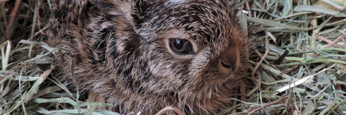 Hasenjunges im Gras ©VIER PFOTEN 