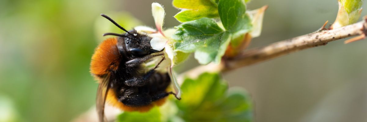  Fuchsrote Lockensandbiene (Andrena fulva), Wildbiene des Monats März 2022 ©Anja Eder