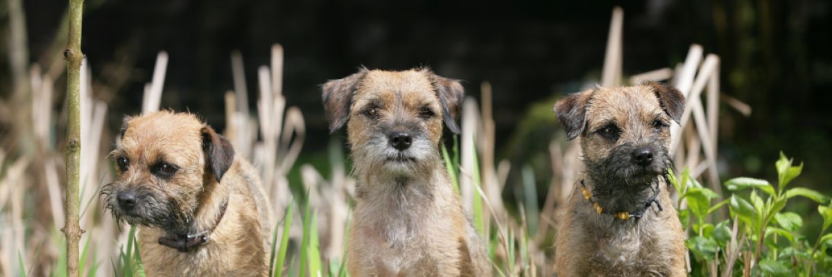 Borderterrier ©G. Metz