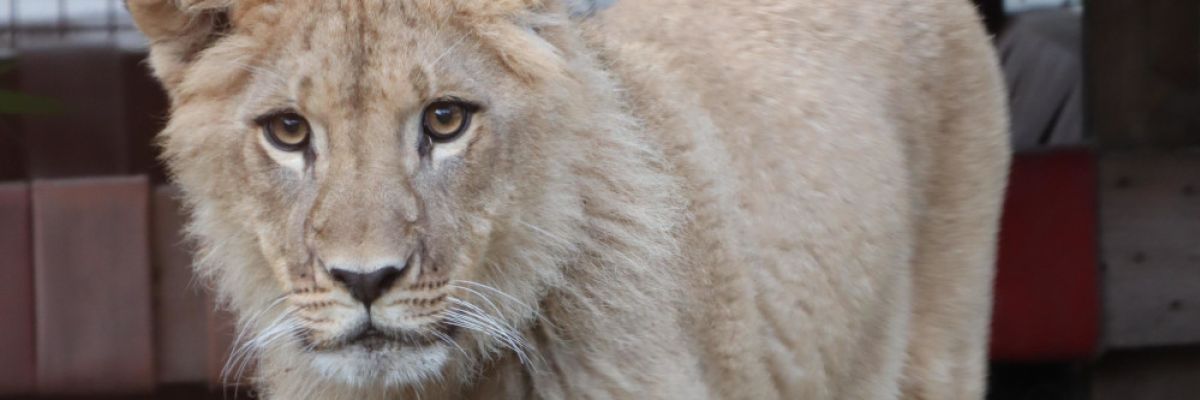 In Sicherheit: Löwe Nikola ist wohlbehalten im FELIDA Großkatzenschutzzentrum von VIER PFOTEN angekommen ©VIER PFOTEN | Jeanine Noordermeer