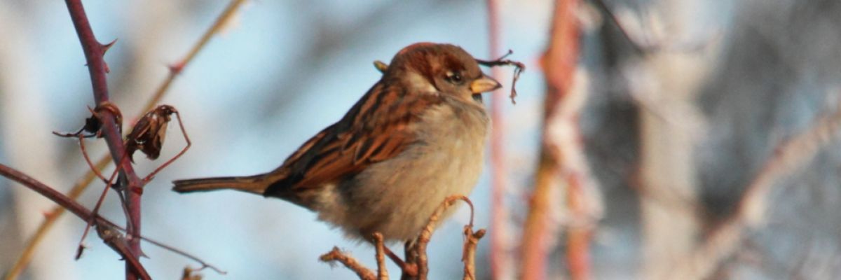 Viele Vögel überwintern in Deutschland