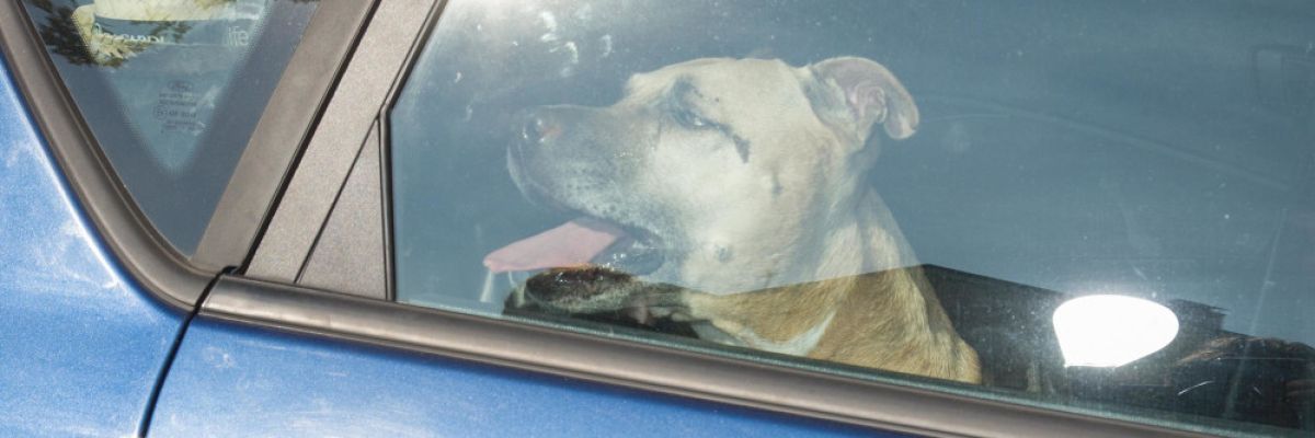 Ein geschlossenes Auto kann schnell zur lebensbedrohlichen Hitzefalle werden