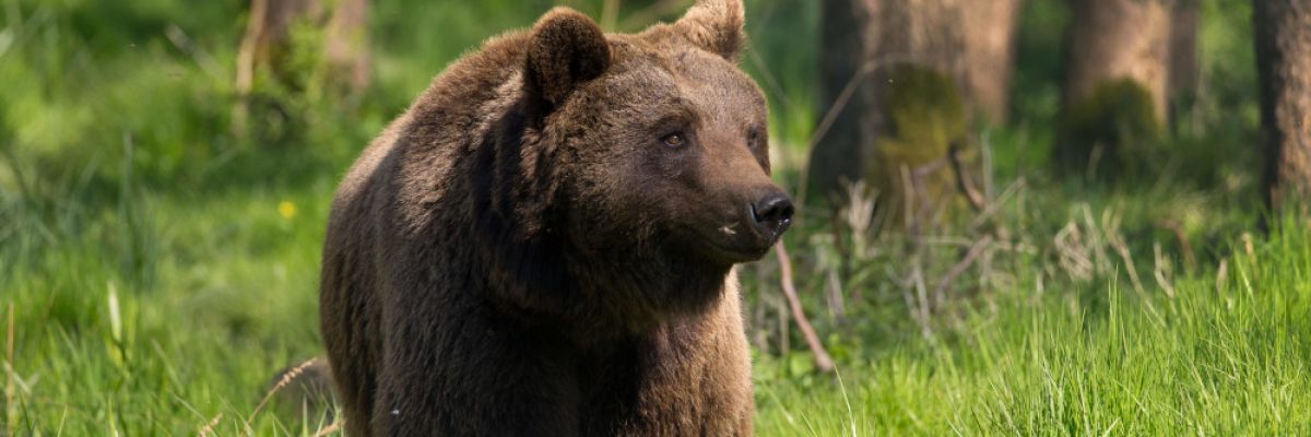 Braunbärin Mascha hat Probleme an der Hüfte und soll geröntgt werden © VIER PFOTEN I Sascha Koppelmann