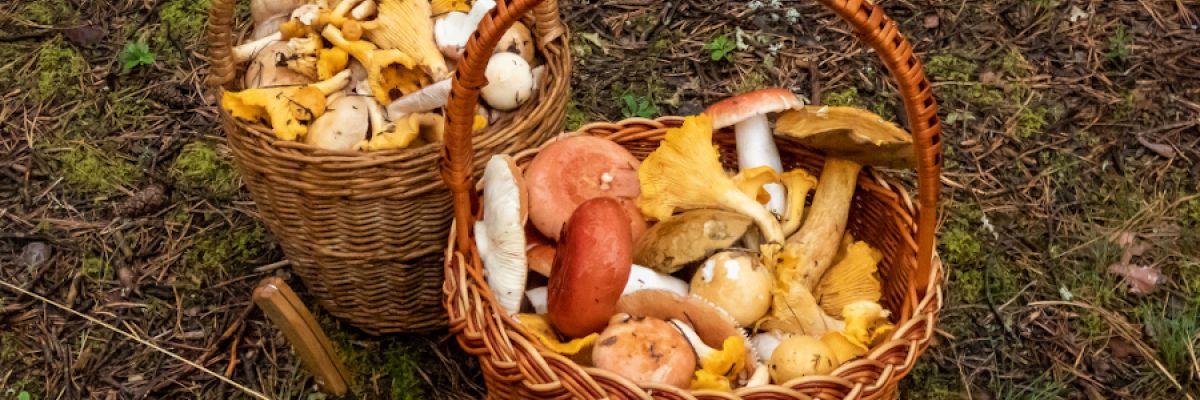 Zum Sammeln von Pilzen sind luftdurchlässige Körbe geeignet. In Plastiktüten können Pilze zu schnell faulen. ©WetterOnline