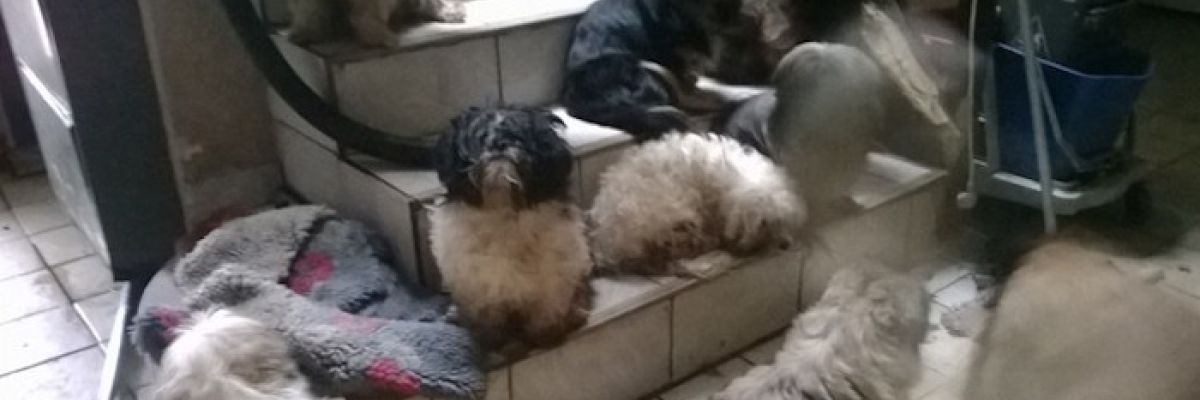 Nicht artgerechte Hundeaufzucht ©VIER PFOTEN
