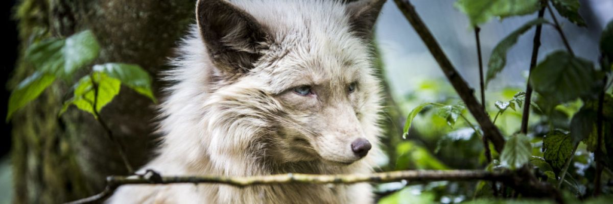 Fuchs ©VIER PFOTEN  |  Bogdan Baraghin