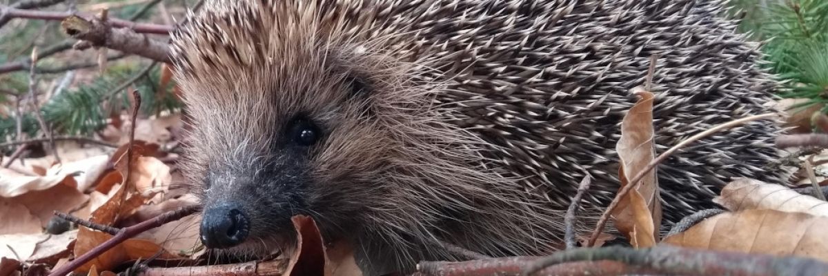 Igel im Wald © VIER PFOTEN  | TIERART