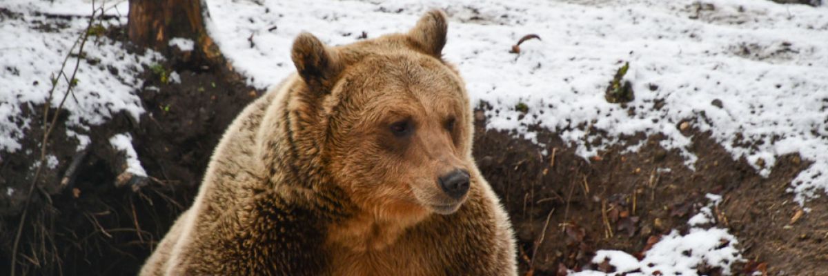 BÄR im Winter © BÄRENWALD Müritz 