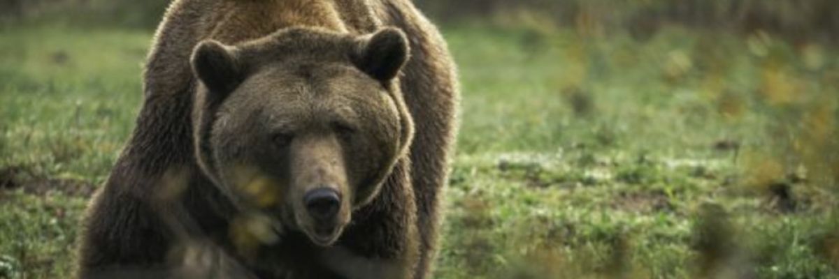 Großer Veterinär-Check: Braunbär Balou wird am Dienstag, 18. April 2023, narkotisiert und von einem Ärzte-Team umfangreich untersucht