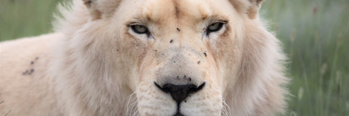 Symbolfoto: Dieser weiße Löwen führt ein artgemäßes Leben im VIER PFOTEN Großkatzenrefugium LIONSROCK  ©VIER PFOTEN I Monika Girardi 