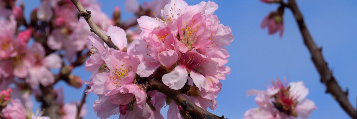 Mandelblüte