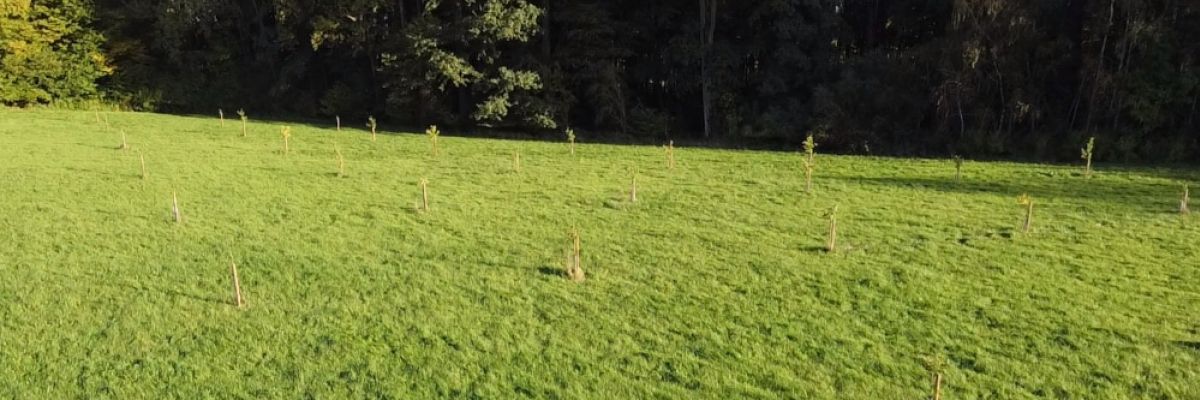 Noch sind die Setzlinge ganz klein ©Artenglück 