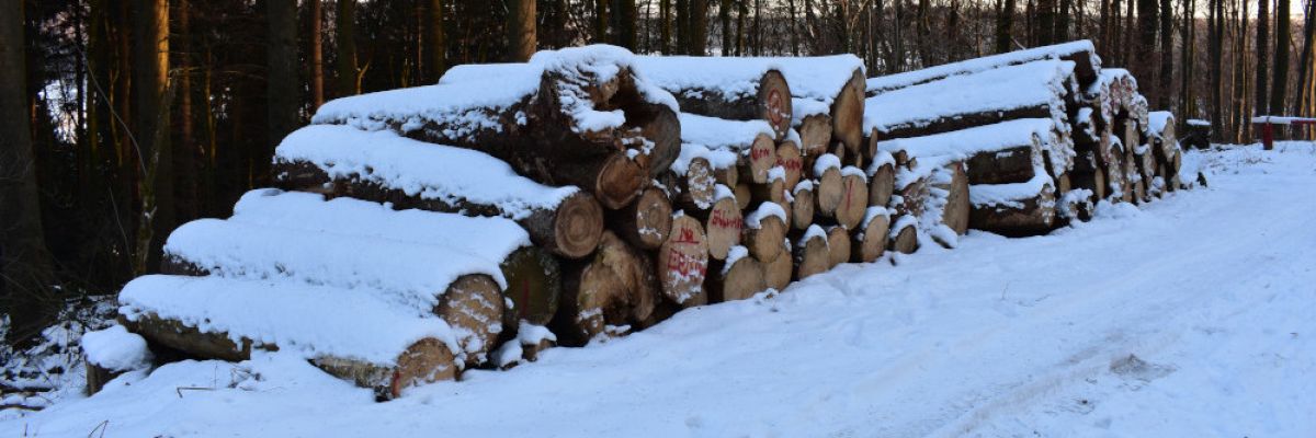 Viel Holz ©Gerald Kaufmann