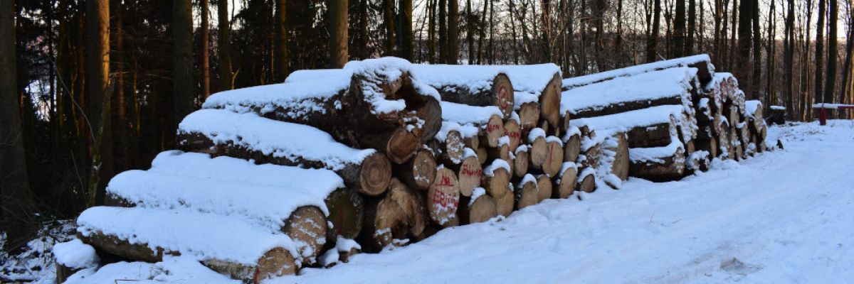 Holz im Wald