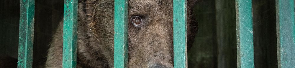 Nach qualvollem Tod von zwei Löwen: