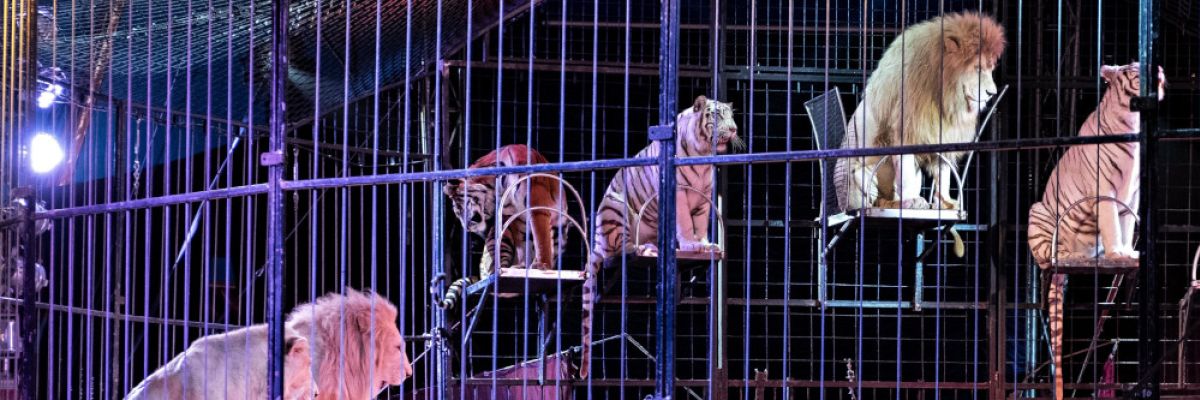 Großkatzen im Circus Krone 