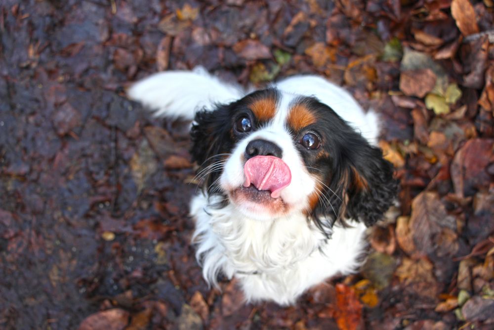 Zeitumstellung: So bereiten Sie Ihr Heimtier am besten vor